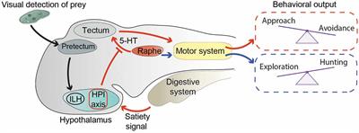 Neuromodulation and Behavioral Flexibility in Larval Zebrafish: From Neurotransmitters to Circuits
